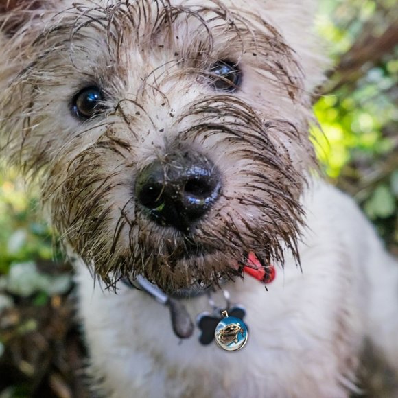 Disney Tinkerbell-Pet Tag "Gruff" the Neverbeast, Tag accessory for pet collar - Picture 2 of 2